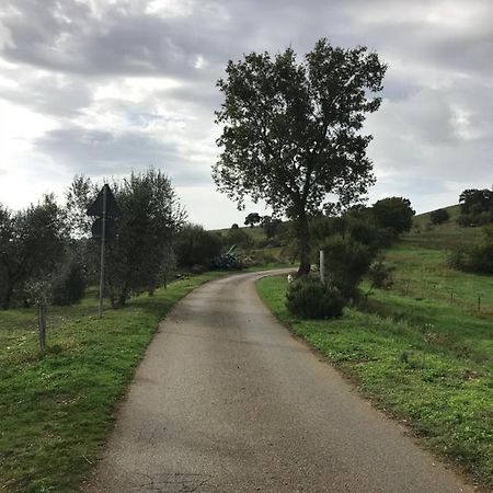 Podere Pini Magliano in Toscana Dış mekan fotoğraf